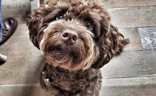 Here’s Maisie in The Craftsman, Aberdeen – pic @TheCraftsmanAberdeen