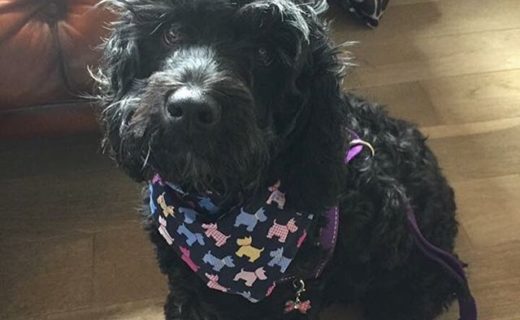 Here’s Ruby Doo enjoying lunch at the Craftsman in Aberdeen – pic Donna Massie