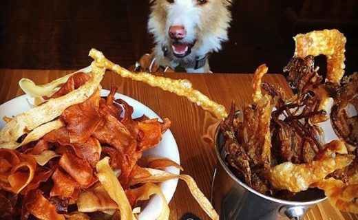 Mia Dog the Podenco living it up at The Scran & Scallie, Edinburgh – pic @podunkadunk⠀