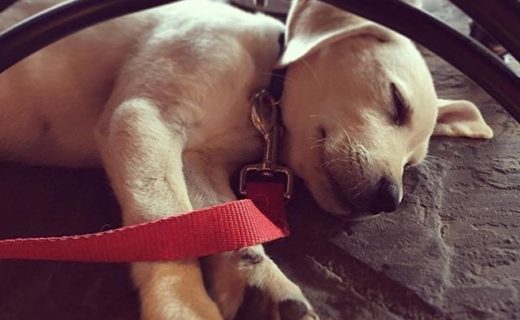 “Rafa has to be the cutest visitor we’ve had all day!” – pic @everythinggoodgoes