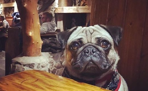 Rufus patiently waiting for his dinner in The Clachaig Inn, Glencoe – pic @pipparufuspugs⠀