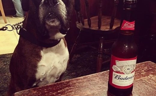 Another swally down the local 🍺cheers (at the Corner Bar, Lochwinnoch) – pic @dieseltheboxerdog⠀