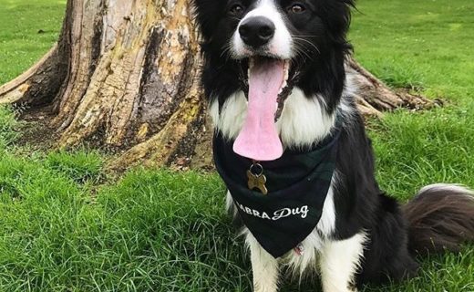 Here’s @charlie.border.collie out n’ about. Cool bandana!
