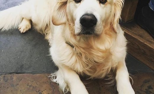 Here’s Ollie chilling in @indigoyardedinburgh