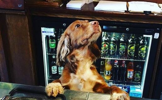 One bowl of water coming right up! New bardug at The Golf Tavern, Bruntsfield – pic @golf.dog⠀