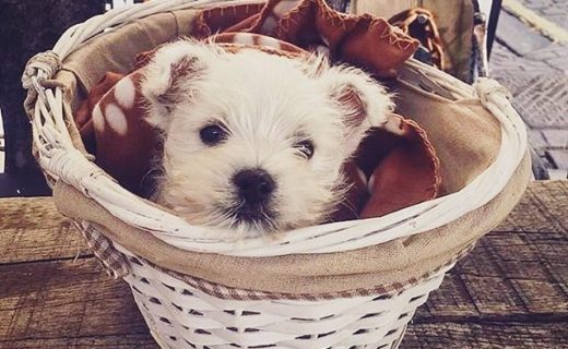 Wee Conrad pup at @indigoyardedinburgh – pic @kcrollagill