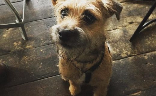 “6 month old Bramble popped by with his humans. It’s his first (and surely not the last) time in a BrewDog! 🐕” – pic @brewdognorthstreetleeds⠀