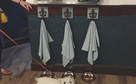 Here’s Molly checking out the doggy station at The Torfin, Edinburgh – pic @thetorfin⠀
