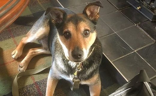 Here’s Munro in the Atholl Arms Hotel, Dunkeld – pic @walkingmunro⠀