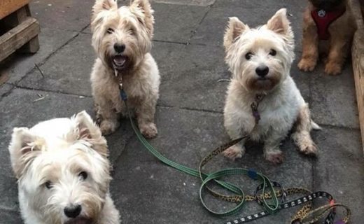 The Munro westies with new pup on the block Dee 🐾🐾 at The Brown Bull, Lochwinnoch – pic Mark Munro
