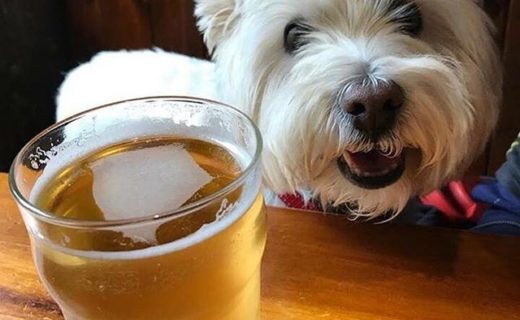 Wee Cally at the Clachaig Inn – pic Doug Rennie