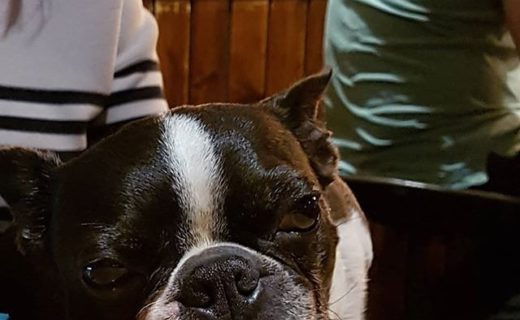 Wilson chilling in the bar at Loch Leven Hotel – pic @allybally_b⠀