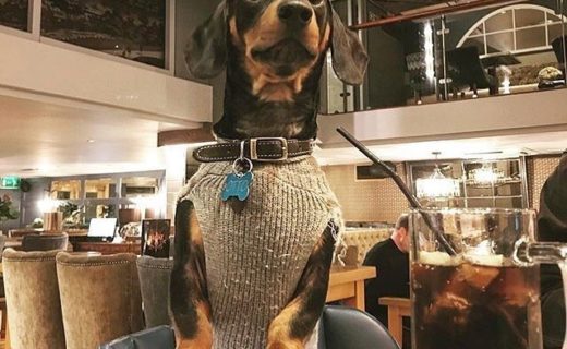 “Brewhemia isn’t just for humans! We love our doggy visitors too. Here’s Otto enjoying some refreshment in our Tap Room” – pic @brewhemiaedin⠀