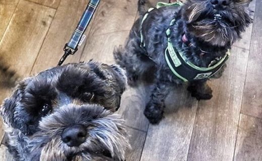 Double trouble! Meet Colin and Rupert the two Miniature Schnauzer brothers at The Craftsman, Aberdeen – pic @thecraftsmanaberdeen⠀