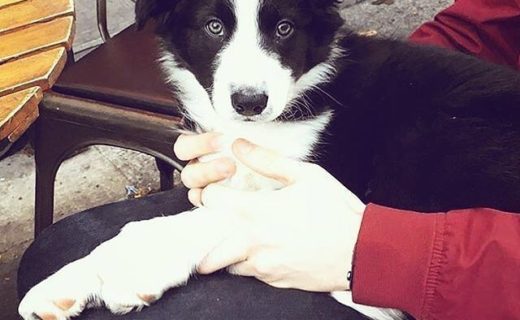 Here’s Cassie the Collie relaxing at Montpeliers – pic @montpeliersedinburgh⠀