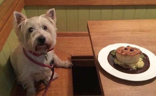 Is this for me? Wee Skye in Berwick Brown Bear – pic from Elaine Reid