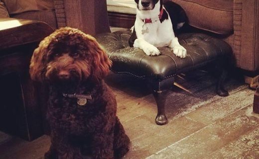 Oscar & Roxy getting comfy down the local – The Wilford Green, Nottingham – pic @ailz1985⠀