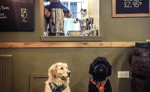 “St Andrews Brewing Co. now have a doggie bar, complete with woof juice and loads of treats. Also, their bar staff gave us sooo much love!” – pic @missdaisydawg⠀