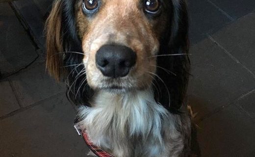 Here’s Tilly the Cocker looking cute in The Last Drop, Edinburgh – pic @tillycocker⠀