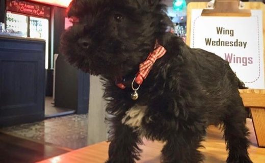 Mr Pickles at @bobbinbar⠀