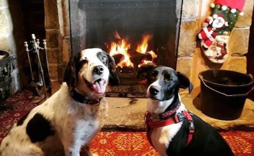 Nothing beats a real cosy fire after a chilly dug walk. Oscar and Charlie in the Red Deer, Cumbernauld – pic @ailz1985⠀