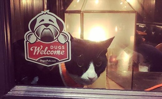 Cool cats also hang out at the Holyrood 9A in Edinburgh – pic @theholyrood9a⠀