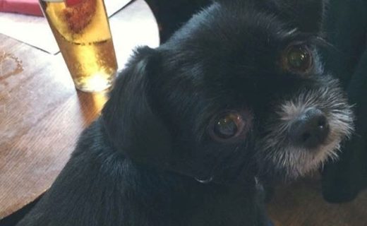 Here’s Barney Dug in No 1, High St, Edinburgh – pic from Estelle Smith