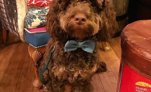 Here’s Rory at Steel Coulson Tap in Edinburgh – pic @rory_poo⠀