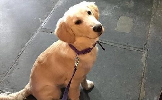 “Smashing last day of 2017. A trip to Aberfoyle for lunch at @theforthinn – Stella loved all the pats she got from new friends. Then over to Doune Castle…” – from @amy_v2.0⠀