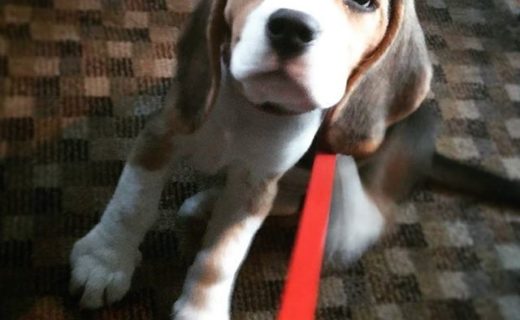 Wee pup Pablo out for his first pub visit at 13th Note, Glasgow – pic @roboformers⠀