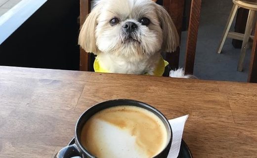 After a long walk we deserve a nice coffee @timberwolf_liv – pic @rockyshihtzudog⠀