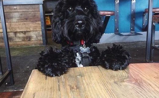 @brewdogcastlegate: “And they called it puppy love 💕🐶 Today is all about proclaiming your love to those who matter most. So bring your humans in today for a burger and beer”⠀
