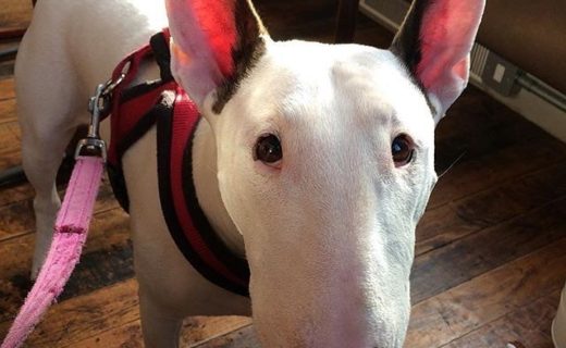 Here’s Luna at Finsbay Flatiron, Glasgow – pic @emilycdevine⠀