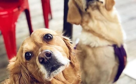 @indigoyardedinburgh: “Ellie and Isla have perfected their photo pose! 📸 We love having our beautifully photogenic canine friends to visit!”
