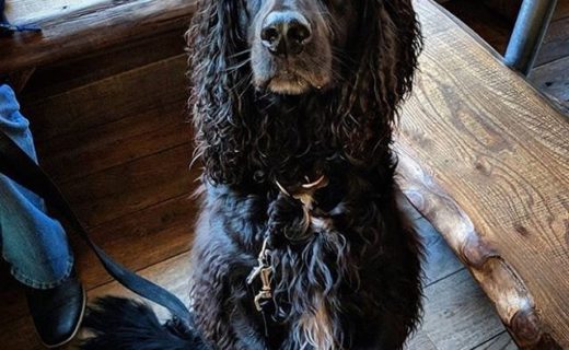 “Meet Wilbur, the working cocker spaniel. We reckon he’ll win hairstyle of the year and it’s only February! This is him pretending to be a meerkat in exchange for a wee treat” – pic @blackislebar⠀
