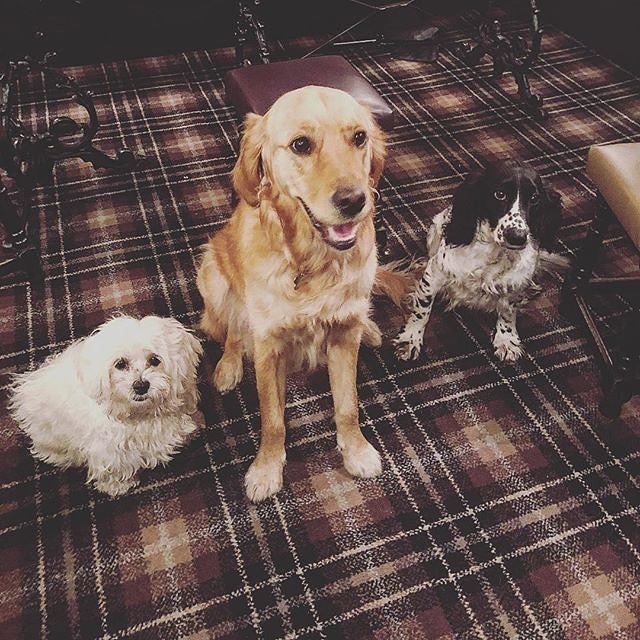Dog Friendly Pubs South Yorkshire Dog Friendly Pubs South Yorkshire