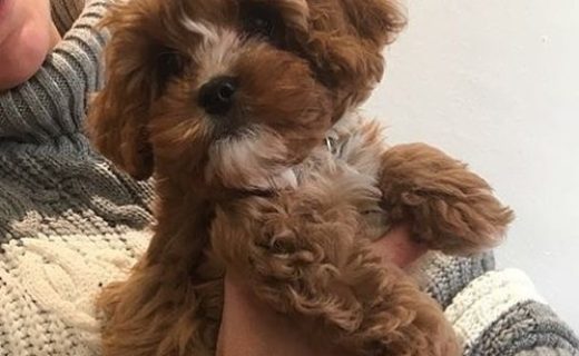 @roots_edin: “One of our youngest fur-baby guests to date!”