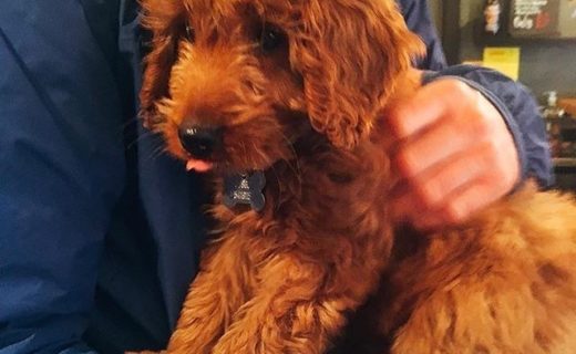 @alfred_bar: “This lil guy was center of attention the other day! What a lil celebrity pup! 😍🐶💖”⠀