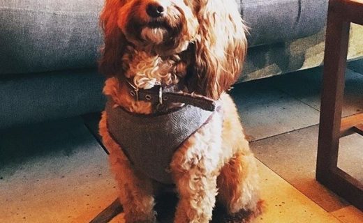 @alfred_bar: “What a good girl! 🐶”