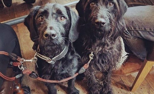 @blackislebar: “Have we told you how much we love dogs? Meet Leo and Max who are Labradoodle brothers! Leo loves his strong, bold dark barrel aged beers and Max loves ramped up DIPA’s. Each to their own I guess. “