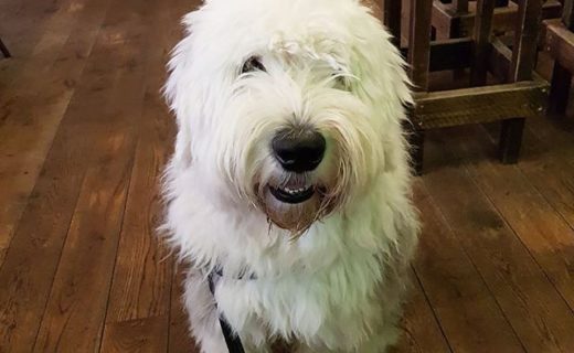 @blackislebar: “Say hello to Arthur! We basically had to move some tables around to fit him in but what a gentle giant! “