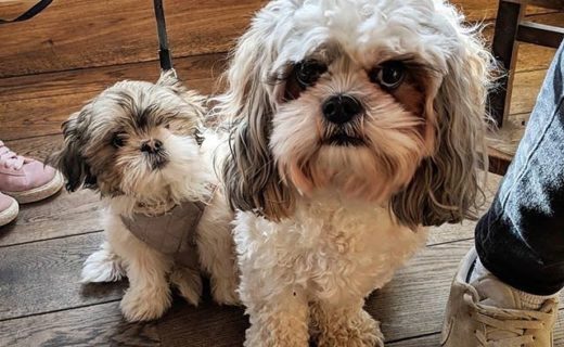 @blackislebar: “Say hello to Maggie and Meryl!”