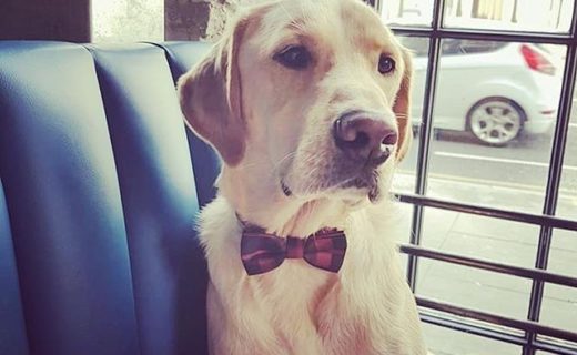 @brewdogcastlegate: “Jura’s all dressed up and using his pawket money to spoil his mummy today.”