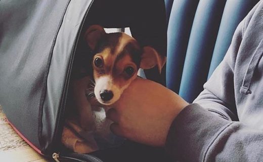 @brewdogcastlegate: “@montythemongrel had his first visit today and he got loadsa cuddles!”⠀