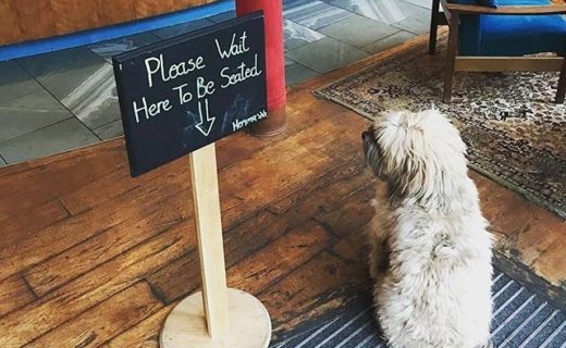 @hemmabar: “Thanks Rudi! ⠀
If only all our customers were as well behaved as you 🐶 “