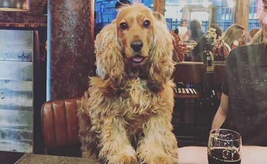 Here’s Ella in BrewDog Aberdeen – pic @BrewDogAberdeen