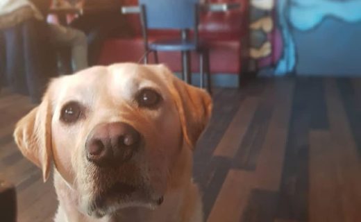 Here’s @salvadorlabrador in @BrewdogLothian