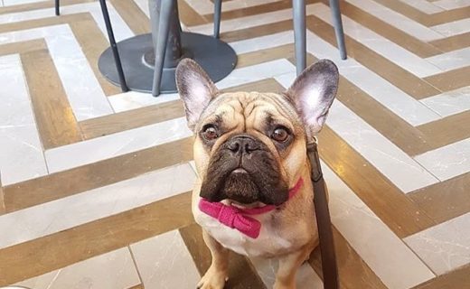 @jura_the_frenchie: “Lunchdate with mum and her friend! 💗”