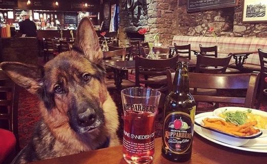 @lfaulks81: “Clydey bear enjoying a cider at the Stable Bar “