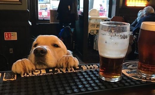 Wee Tom trying to get served at The Ship Inn, North Berwick – pic @owenpat